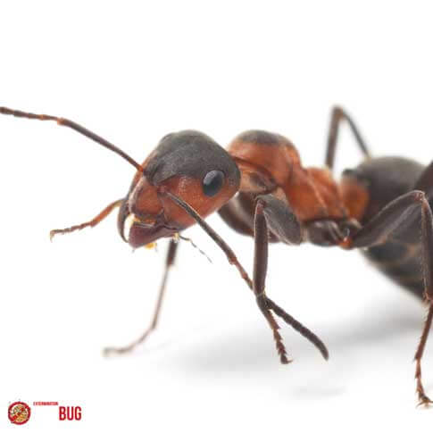 Extermination de fourmis