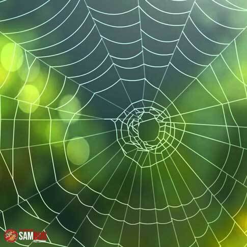 Toile d'araignée - SamBug