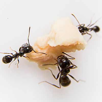 Extermination de fourmis à Repentigny