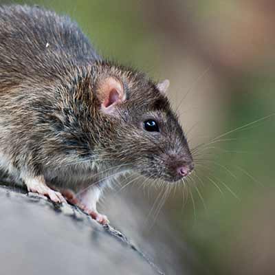 Extermination de rats et souris à Repentigny