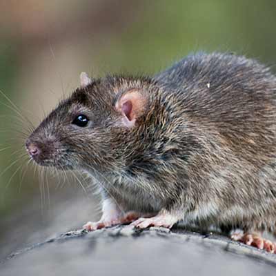 Extermination de rats et souris à Repentigny