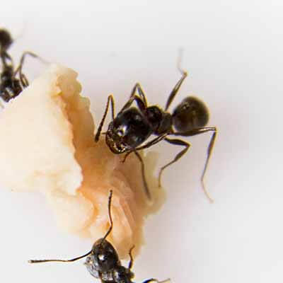 Exterminateur de fourmis à Laval