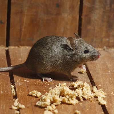 Extermination de rats et souris à Montréal-Est