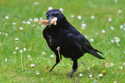 Contrôle des corbeaux par un exterminateur accrédité Bird Barrier