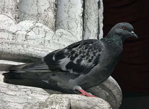 Contrôle des pigeons par un exterminateur accrédité Bird Barrier