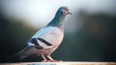 Extermination de pigeon et contrôle