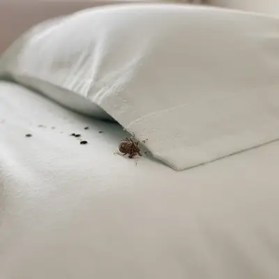 Les signes qui doivent vous alerter (punaise de lit)