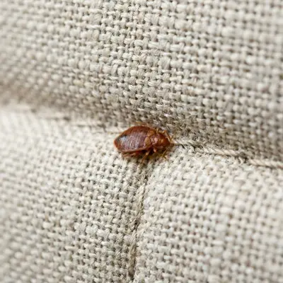 Où elles se cachent vraiment les punaises de lit