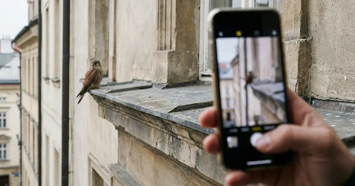 Comment identifier rapidement la situation avec les oiseaux Comment identifier rapidement la situation avec les oiseaux