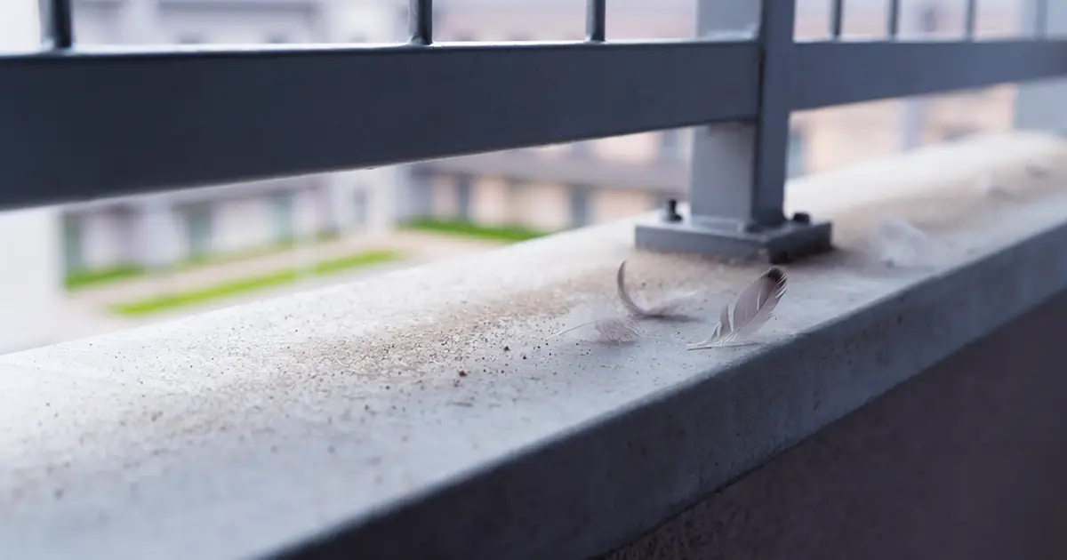 Les nuisances les plus fréquentes des oiseaux Comment identifier rapidement la situation avec les oiseaux